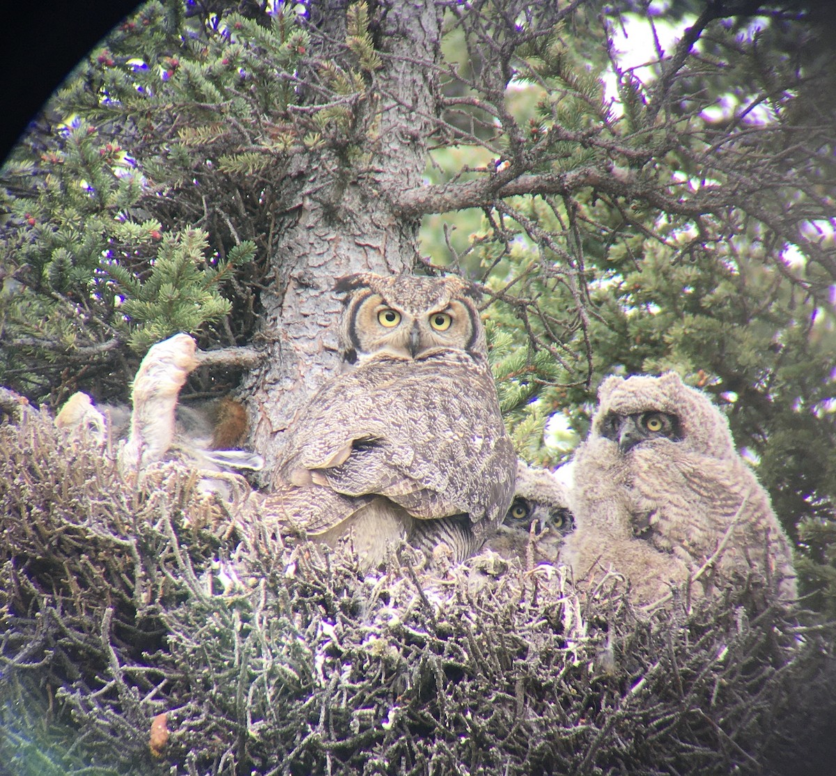 Great Horned Owl - ML321195421