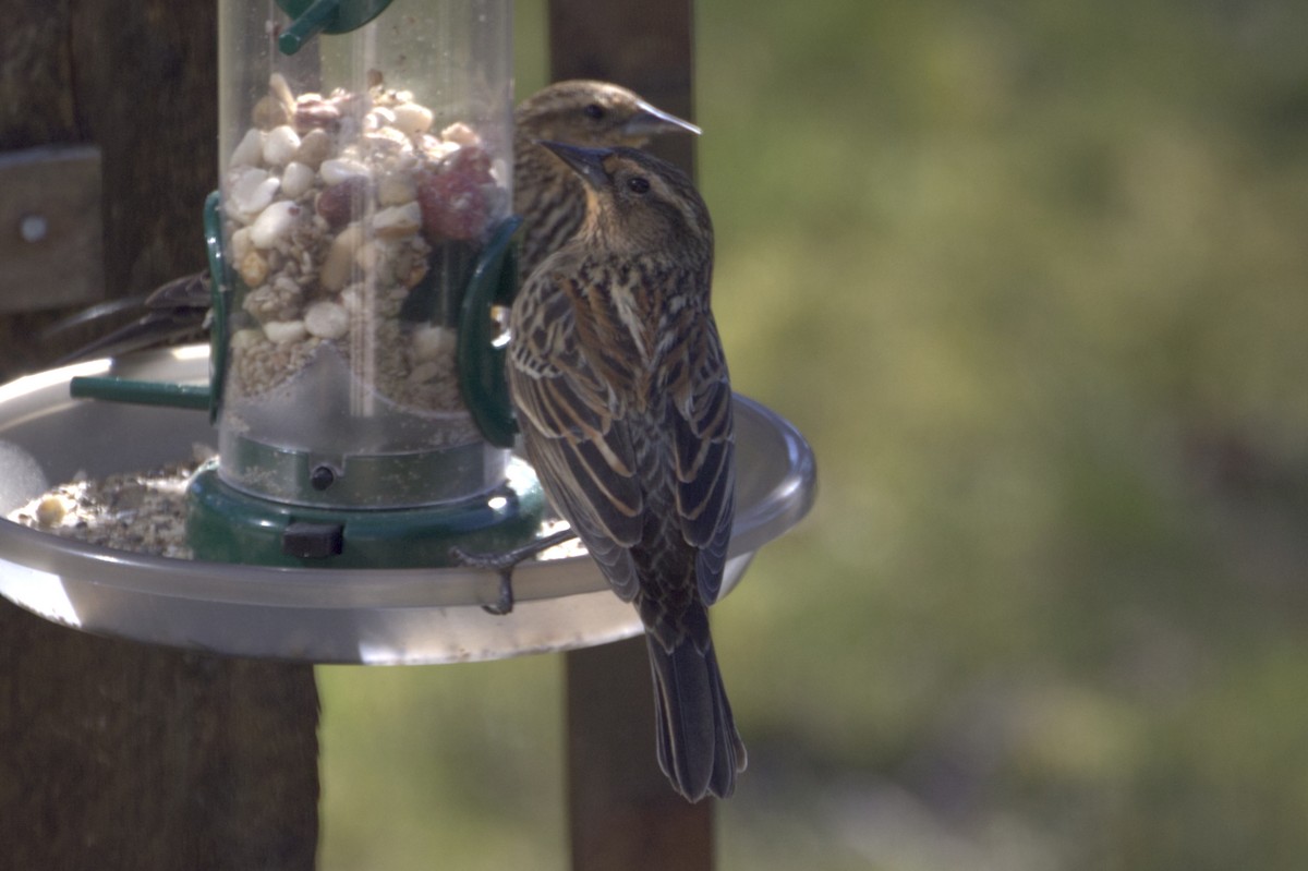 Red-winged Blackbird - ML321195851