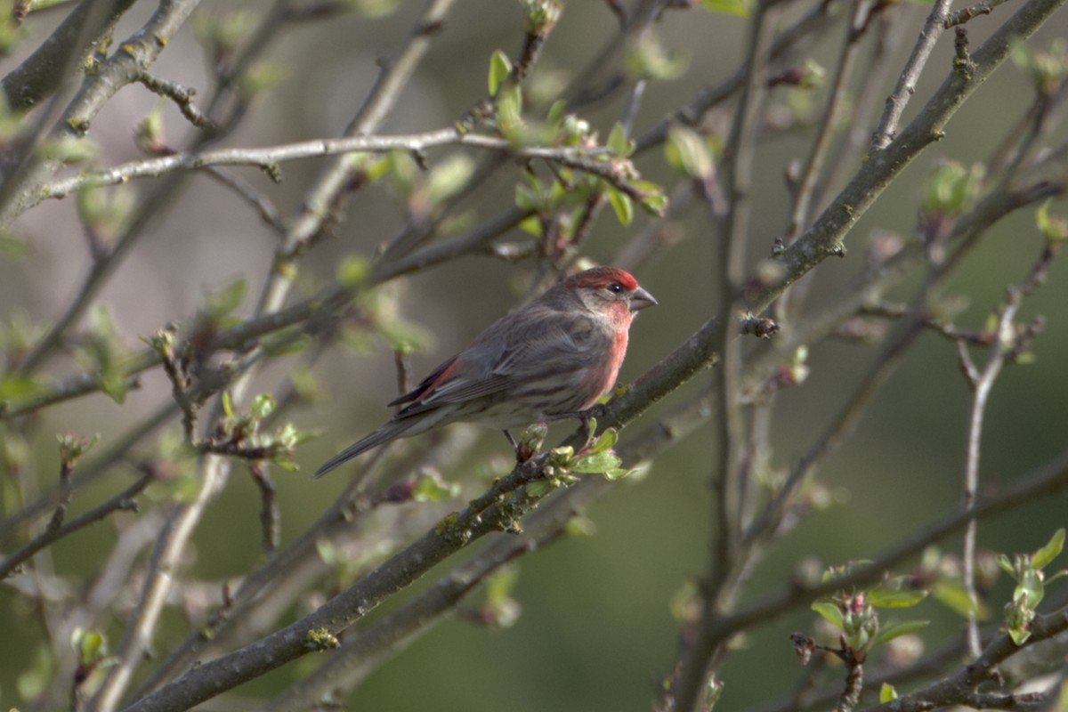 House Finch - Eric Habisch