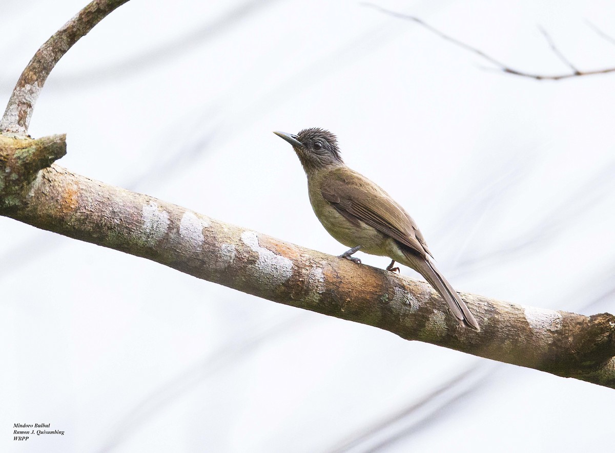 Mindoro Bulbul - ML321196171