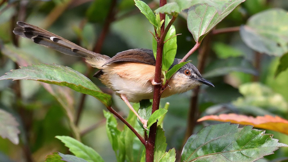 Ashy Prinia - ML321196201