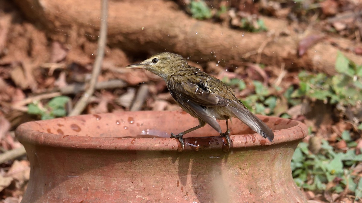 Blyth's Reed Warbler - Mallika Rajasekaran