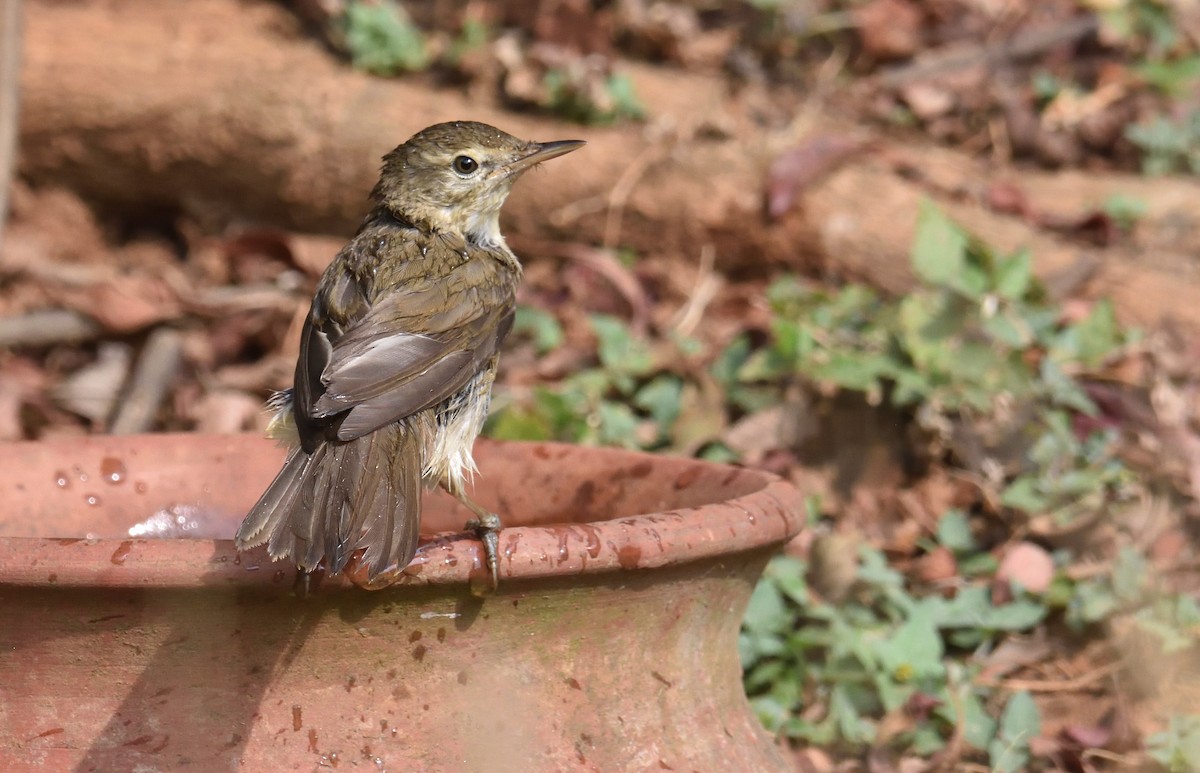 Blyth's Reed Warbler - ML321196221