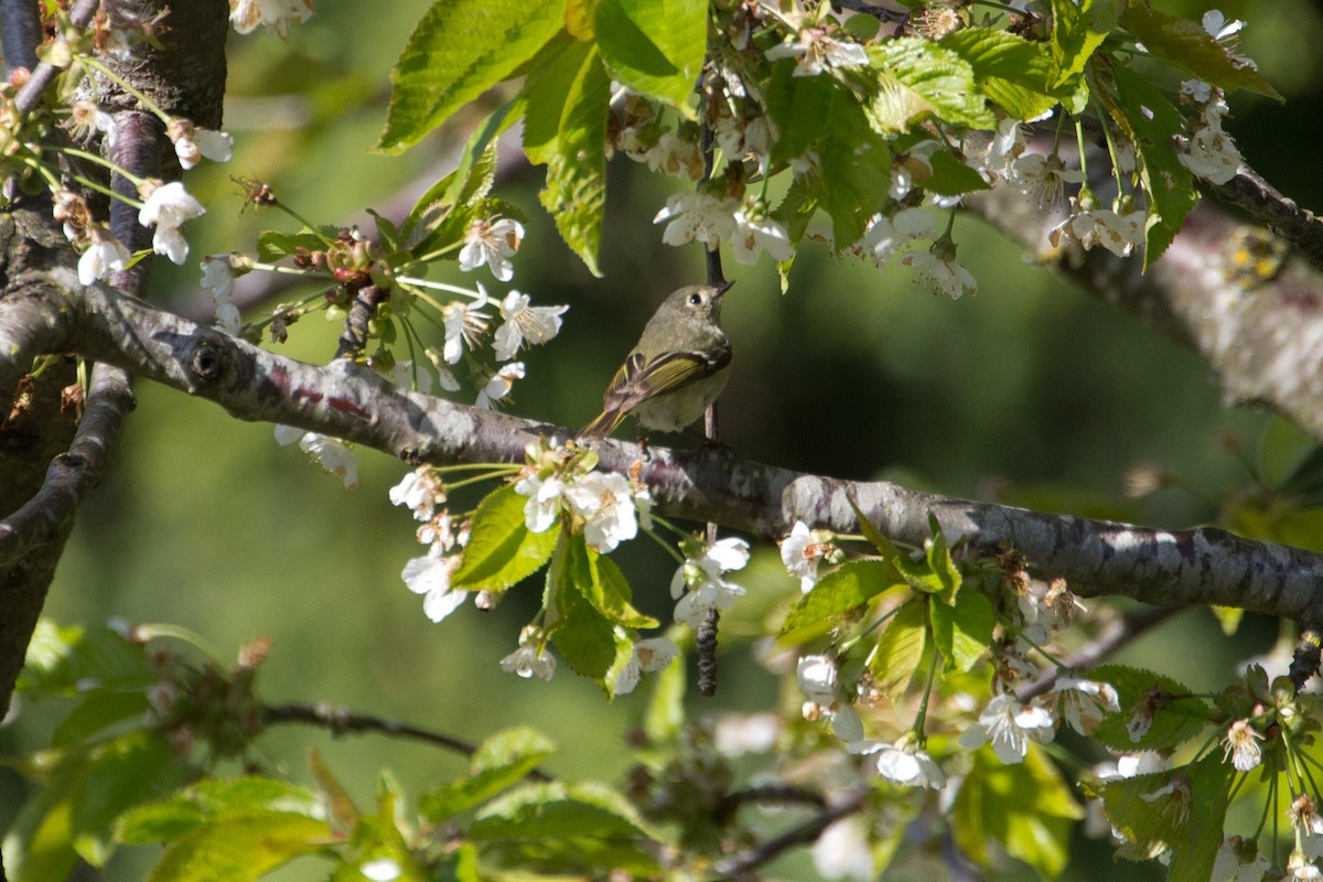 Ruby-crowned Kinglet - ML321196561