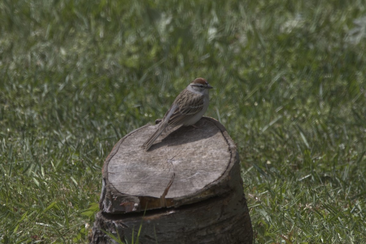 Chipping Sparrow - Eric Habisch