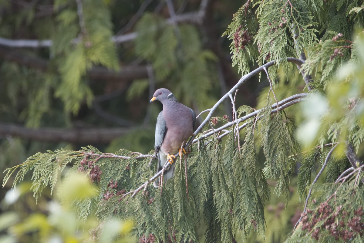 Band-tailed Pigeon - Eric Habisch