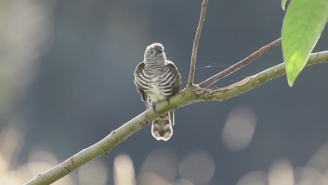 Shining Bronze-Cuckoo (Golden) - ML321197861