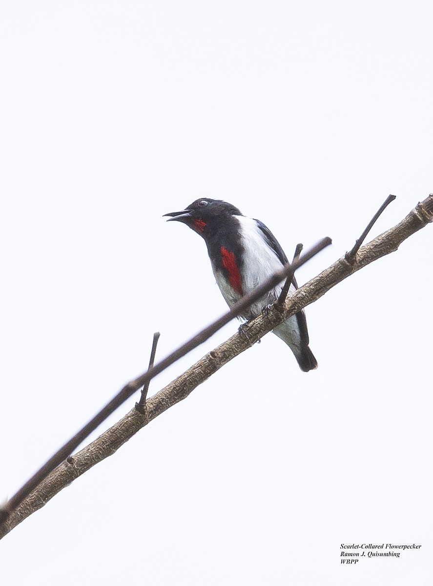 Scarlet-collared Flowerpecker - ML321198211