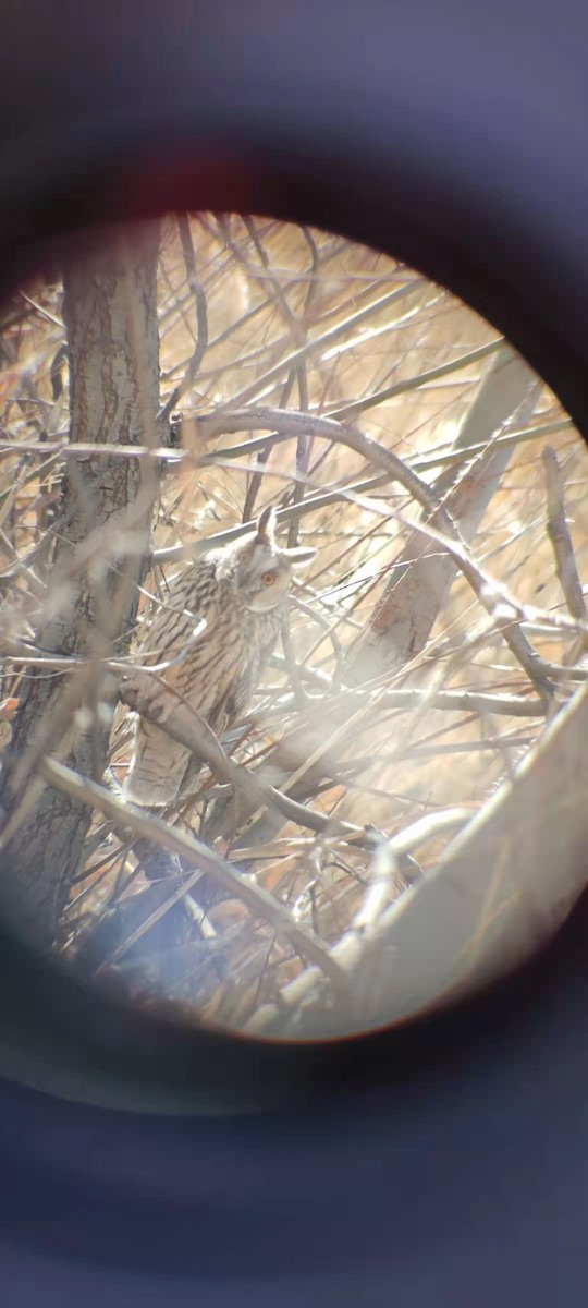 Long-eared Owl - ML321198891