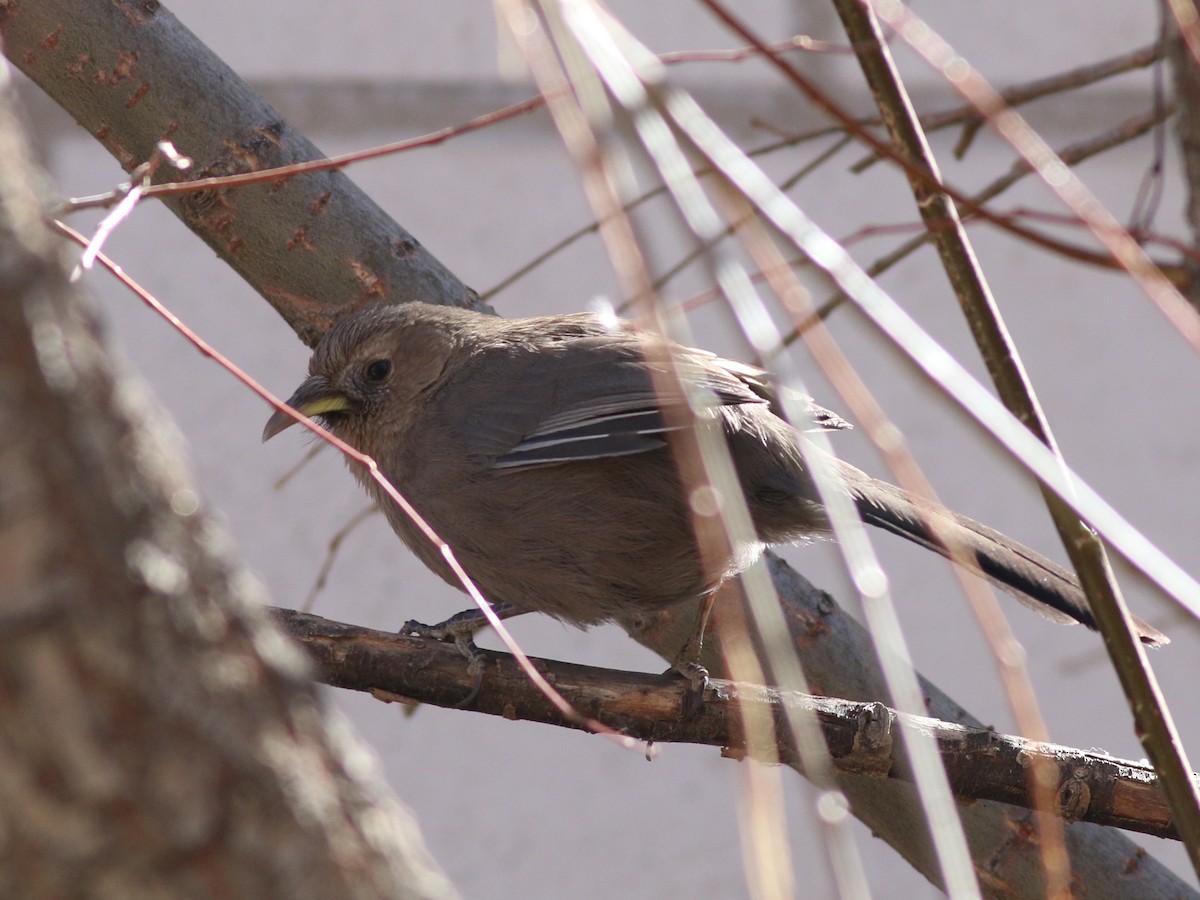 Pere David's Laughingthrush - ML321198901