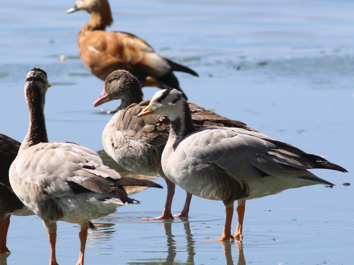 Graylag Goose - ML321199781