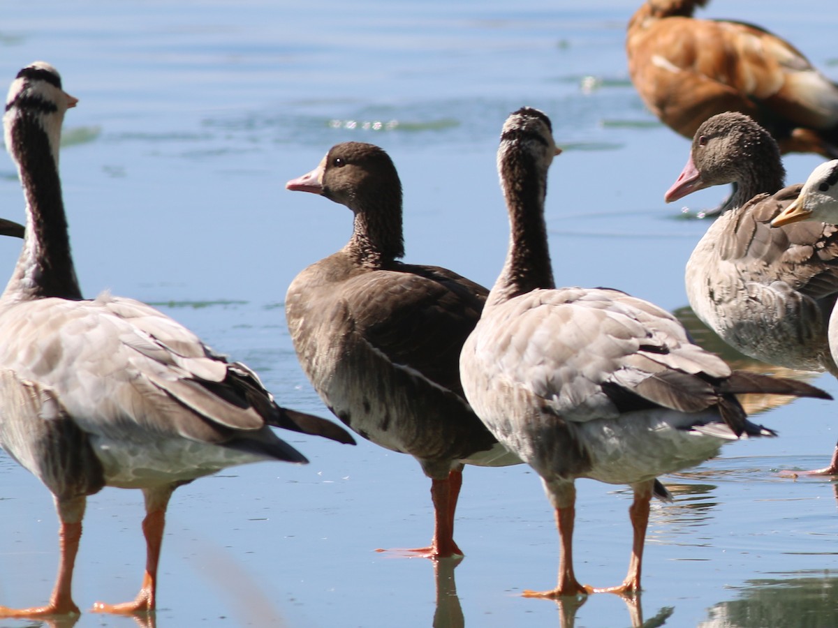 Greater White-fronted Goose - ML321199801