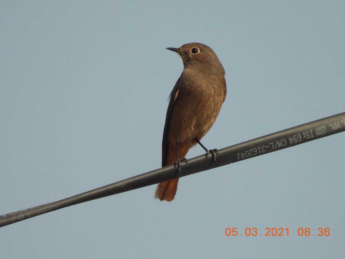 Black Redstart - ML321199871