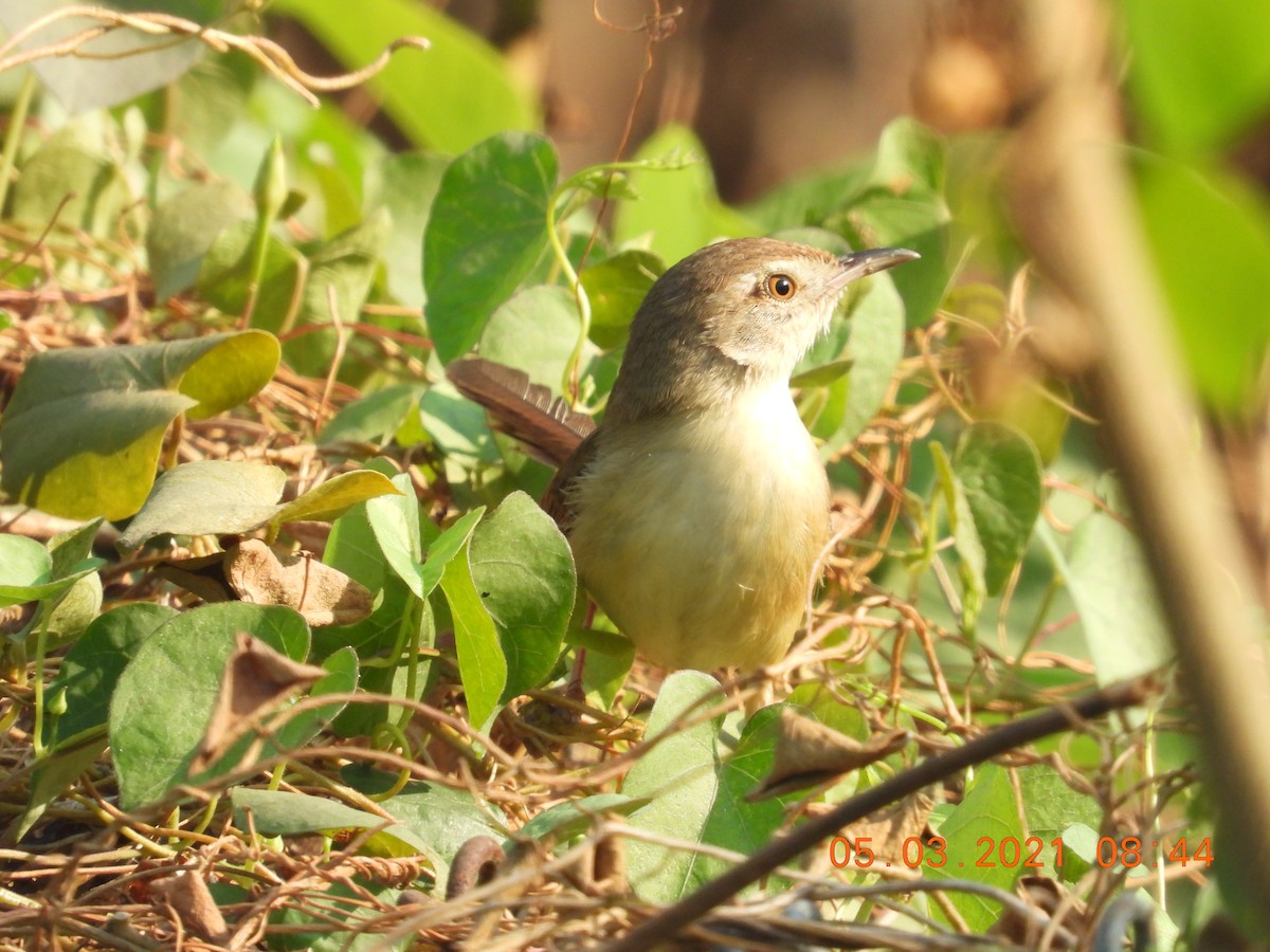 Plain Prinia - Hakimuddin F Saify