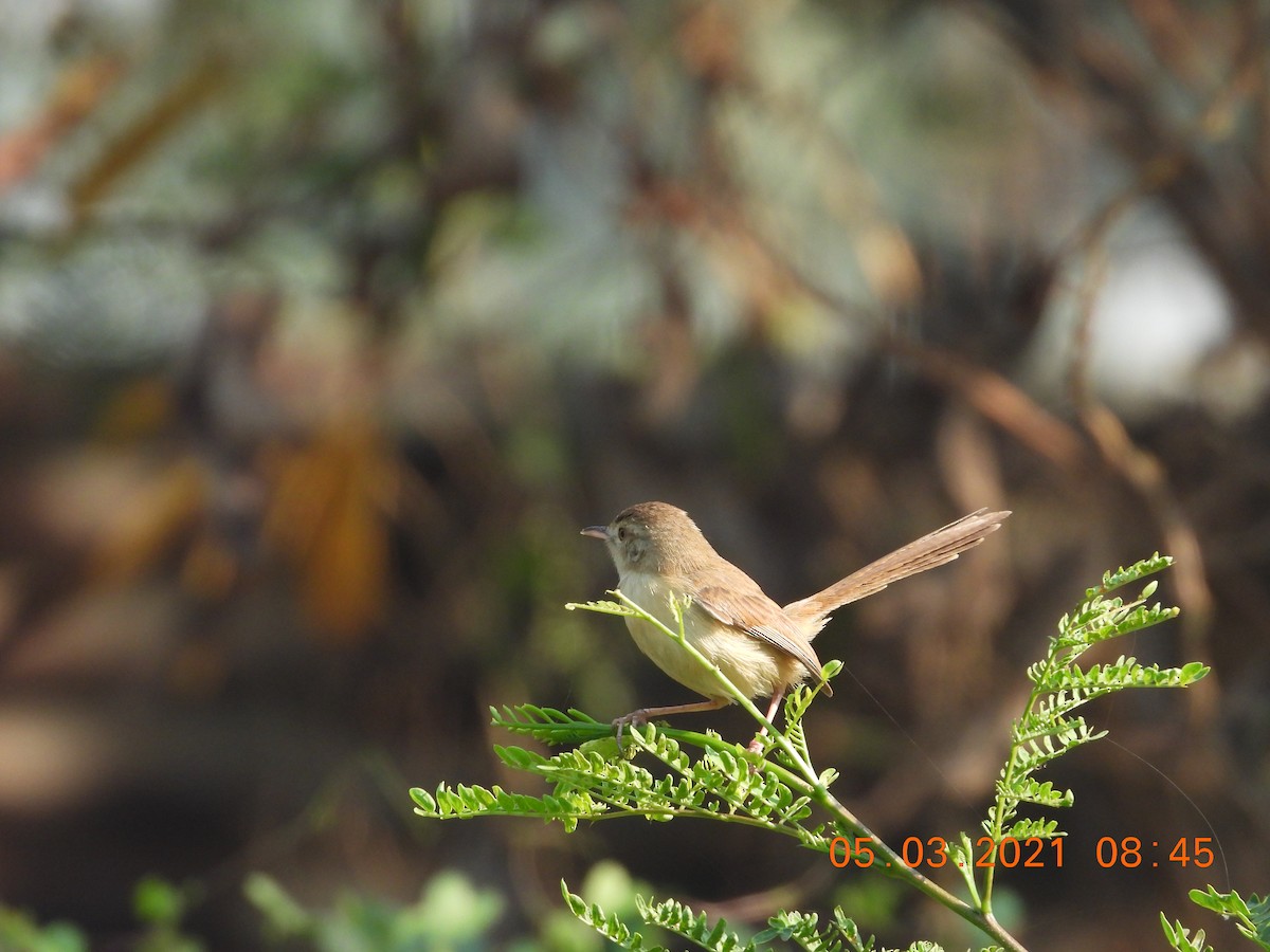 Plain Prinia - Hakimuddin F Saify