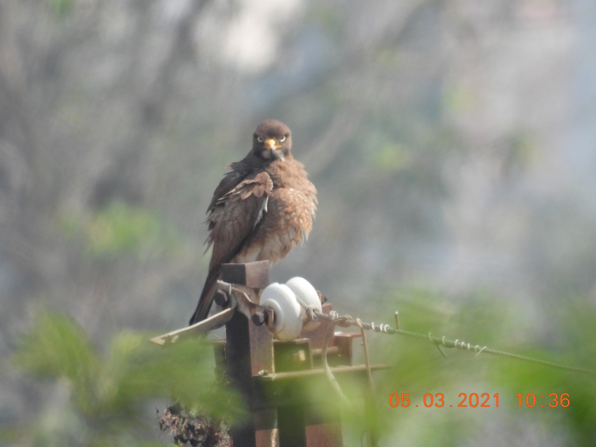 White-eyed Buzzard - ML321200481