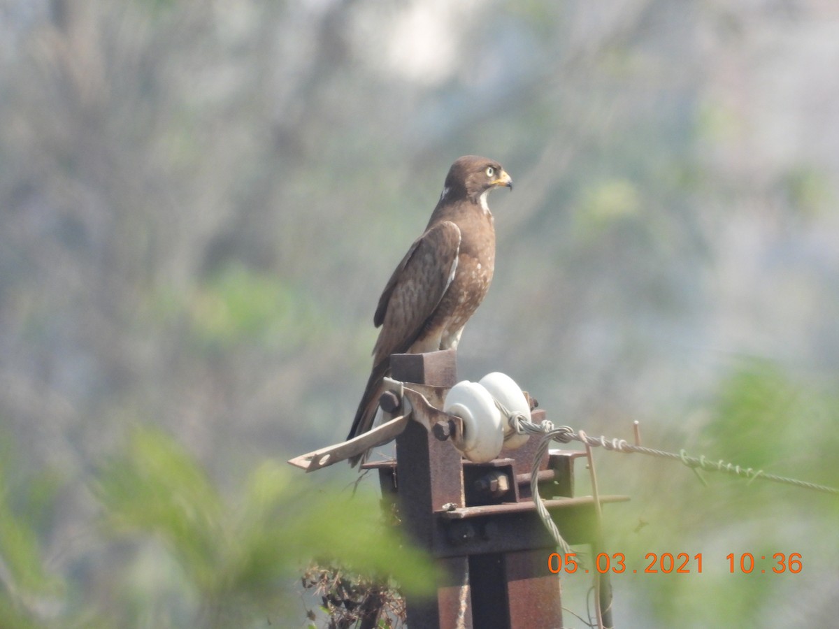 White-eyed Buzzard - ML321200511