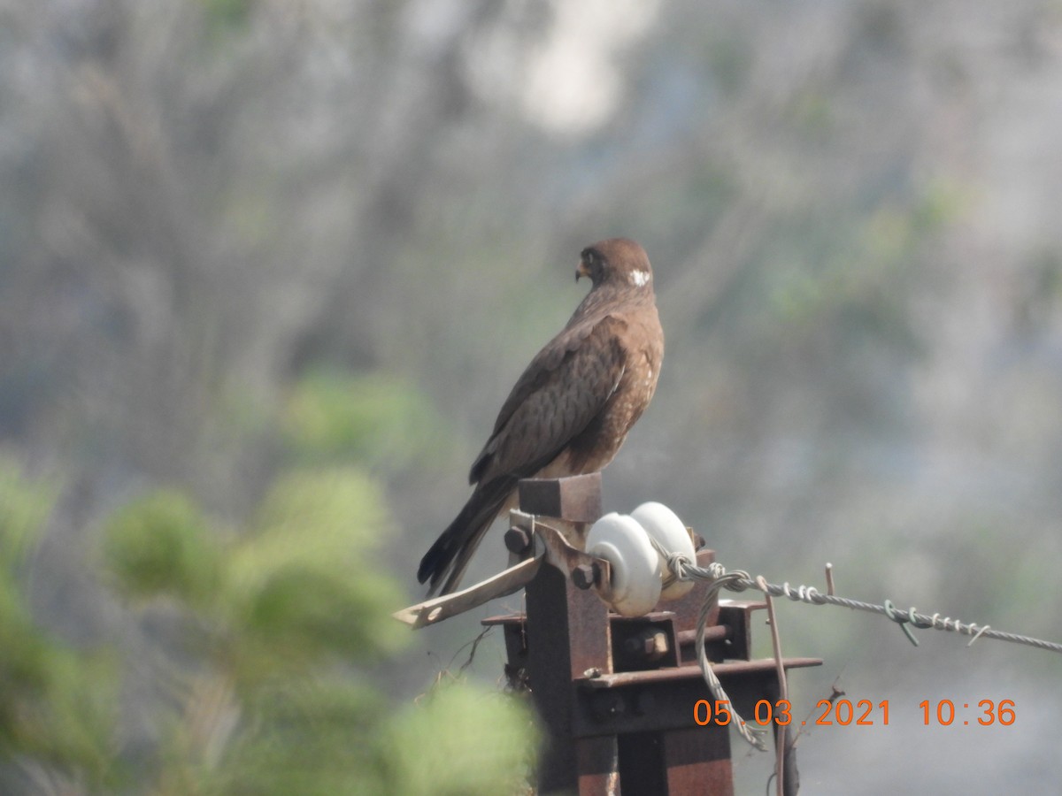 Weißaugenbussard - ML321200521