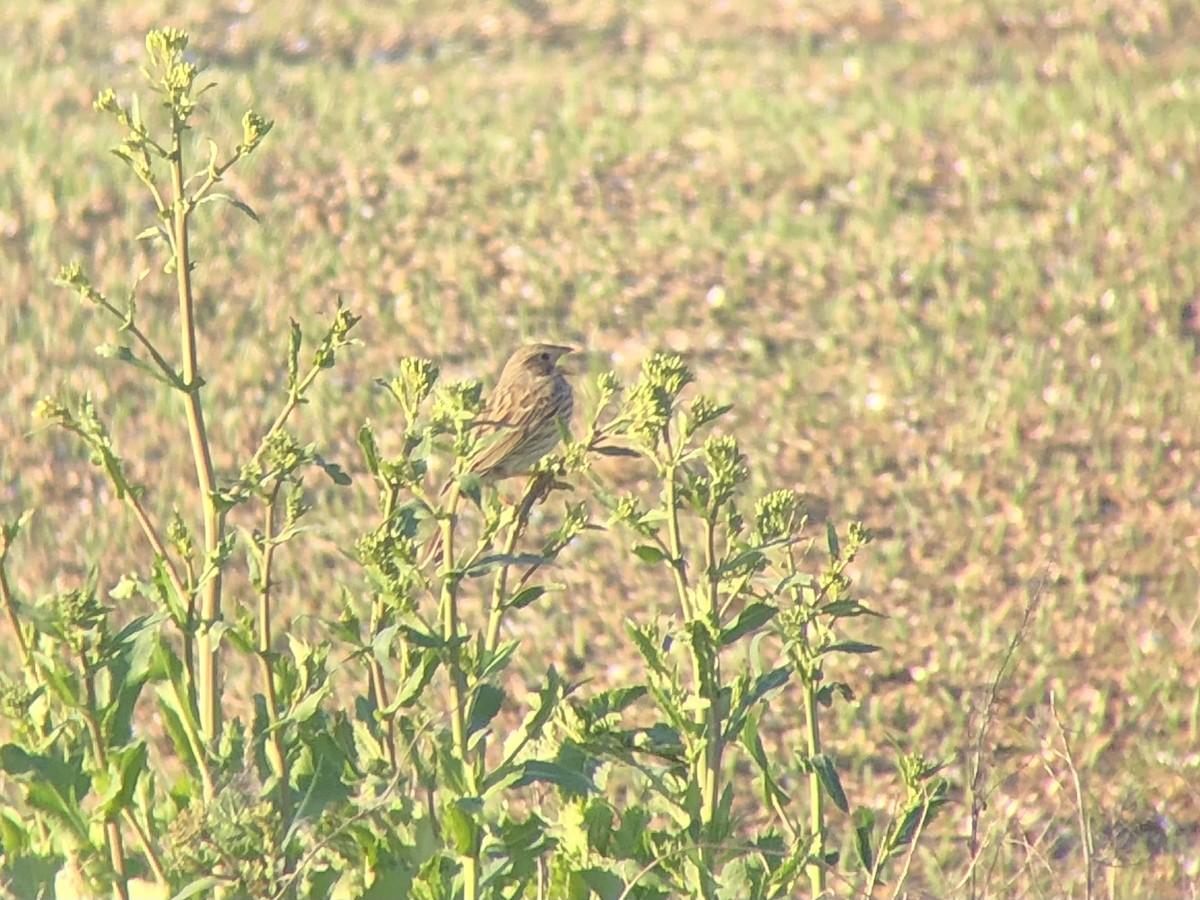 Corn Bunting - ML321200611