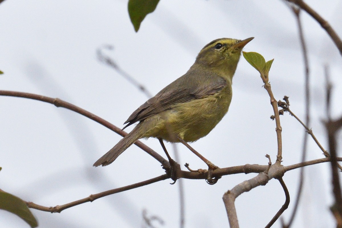 Tickell's Leaf Warbler (Tickell's) - Mallika Rajasekaran