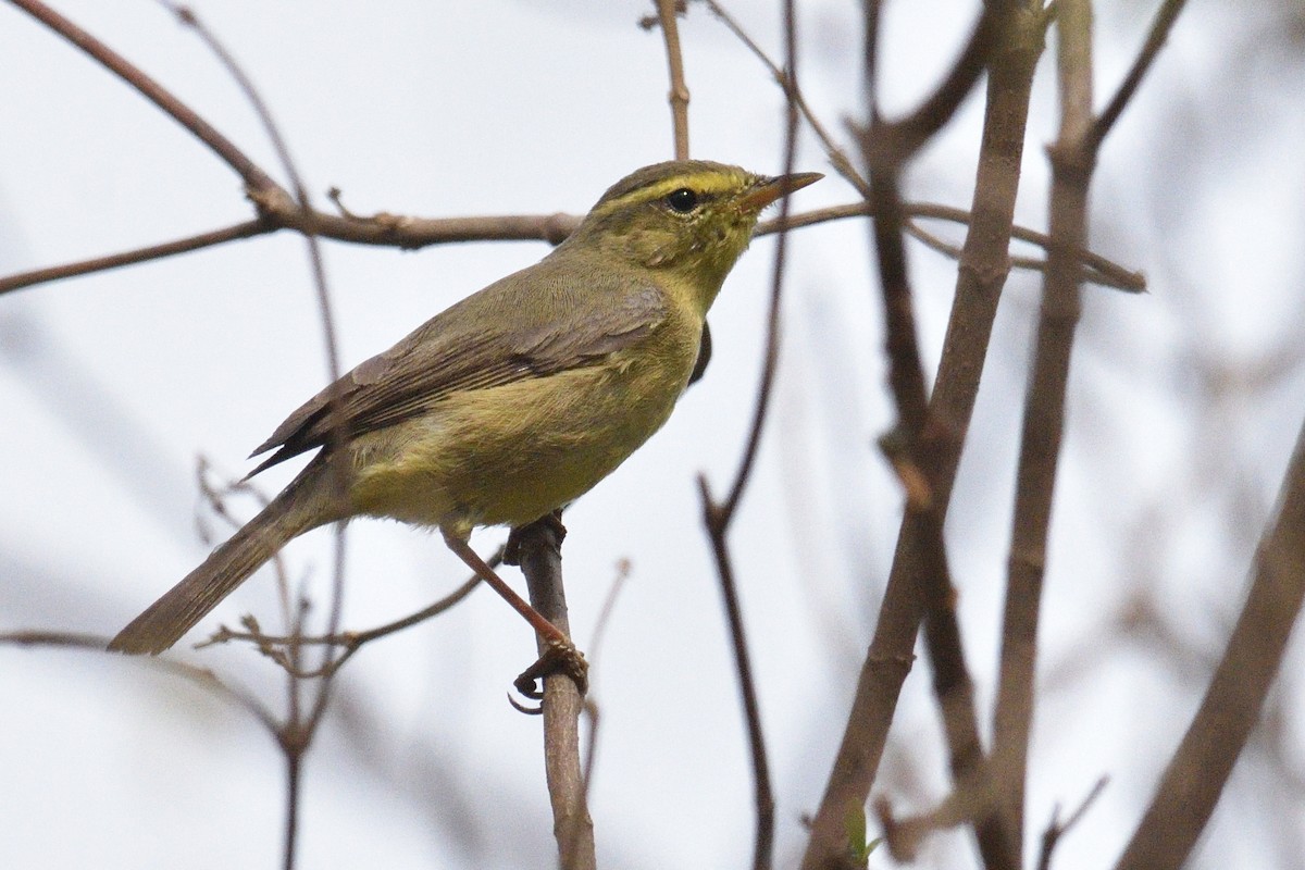 Tickell's Leaf Warbler (Tickell's) - Mallika Rajasekaran