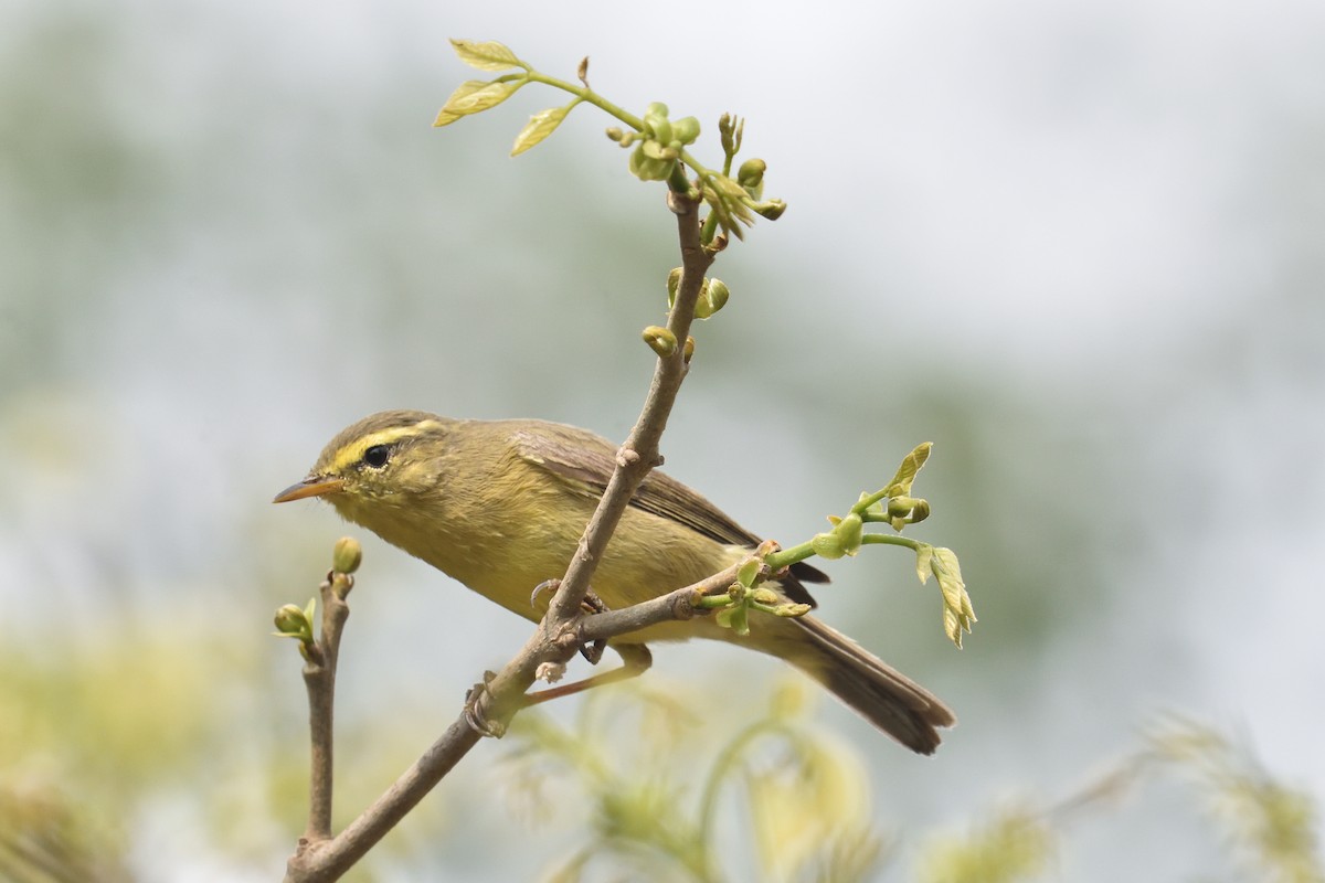 Tickell's Leaf Warbler (Tickell's) - ML321200831