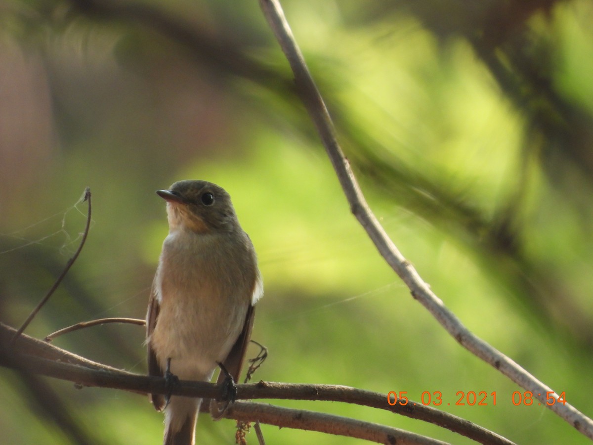 Red-breasted Flycatcher - ML321200841