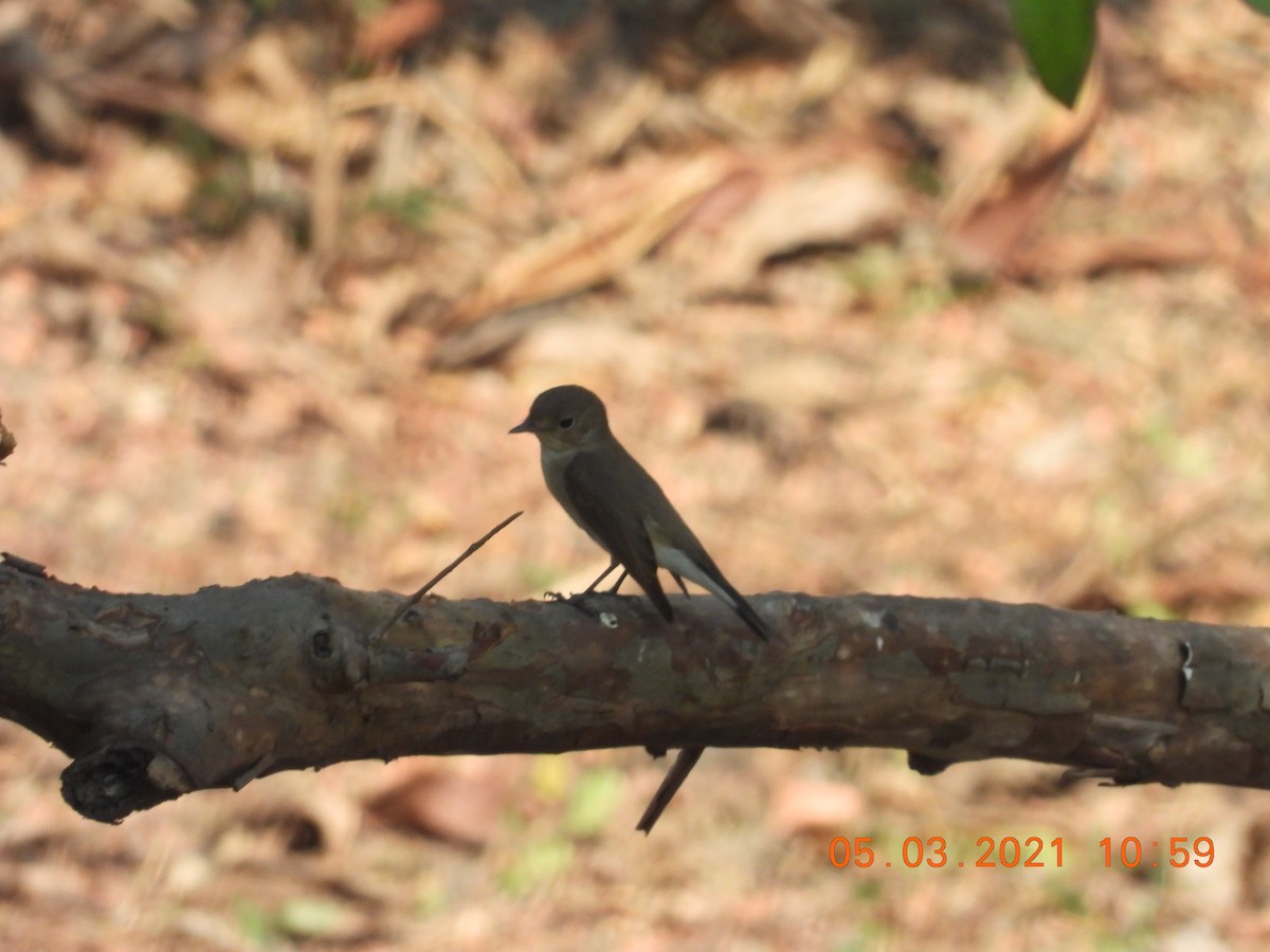 Red-breasted Flycatcher - ML321200851