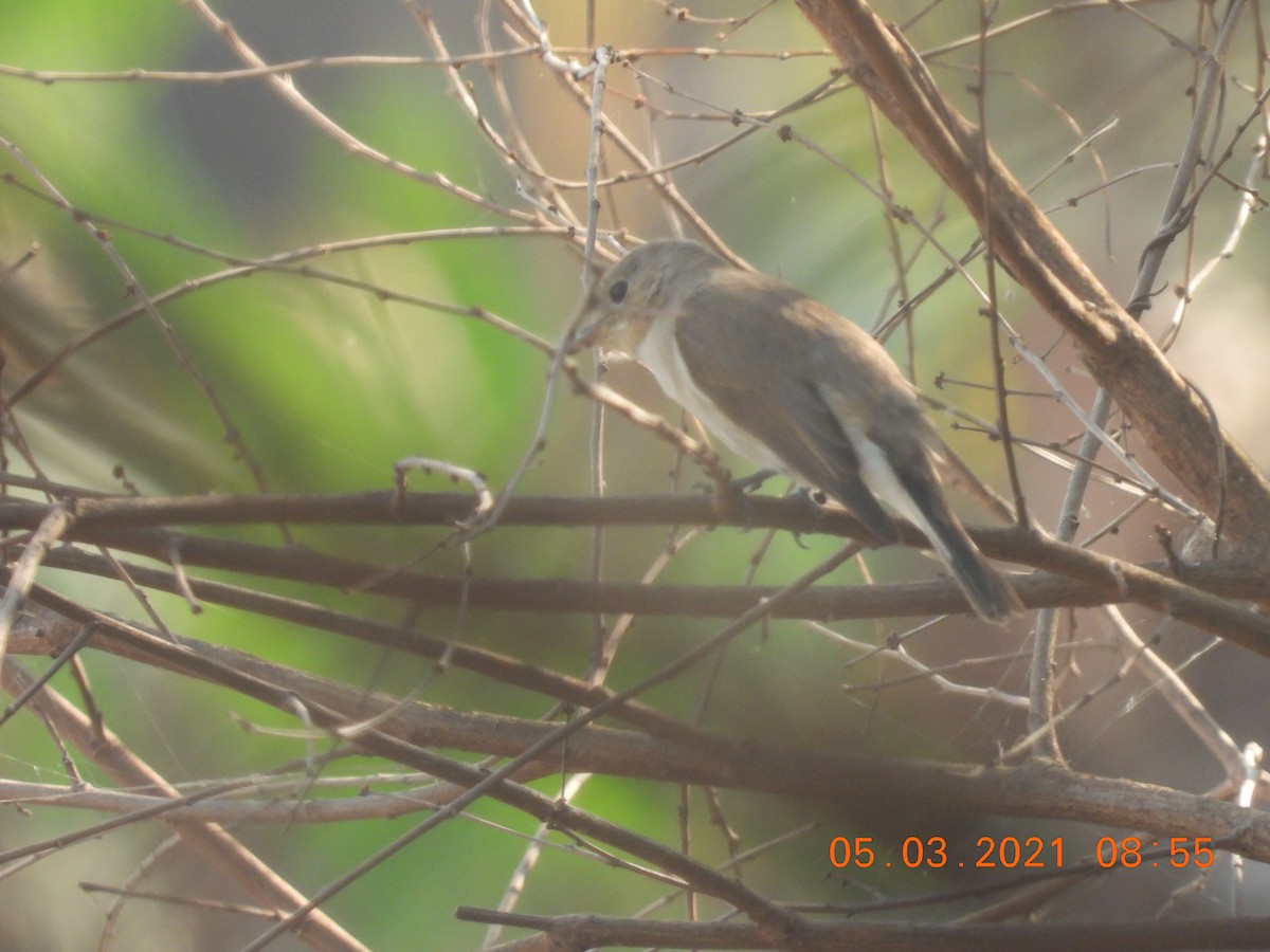 Red-breasted Flycatcher - ML321200881