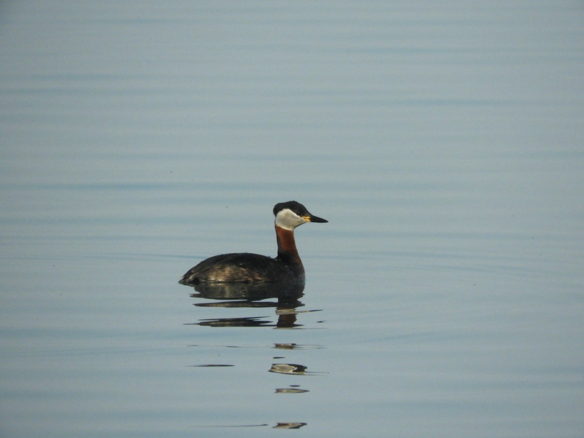 Red-necked Grebe - ML321201381