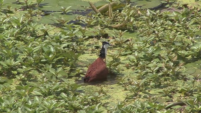 Jacana Africana - ML321201611