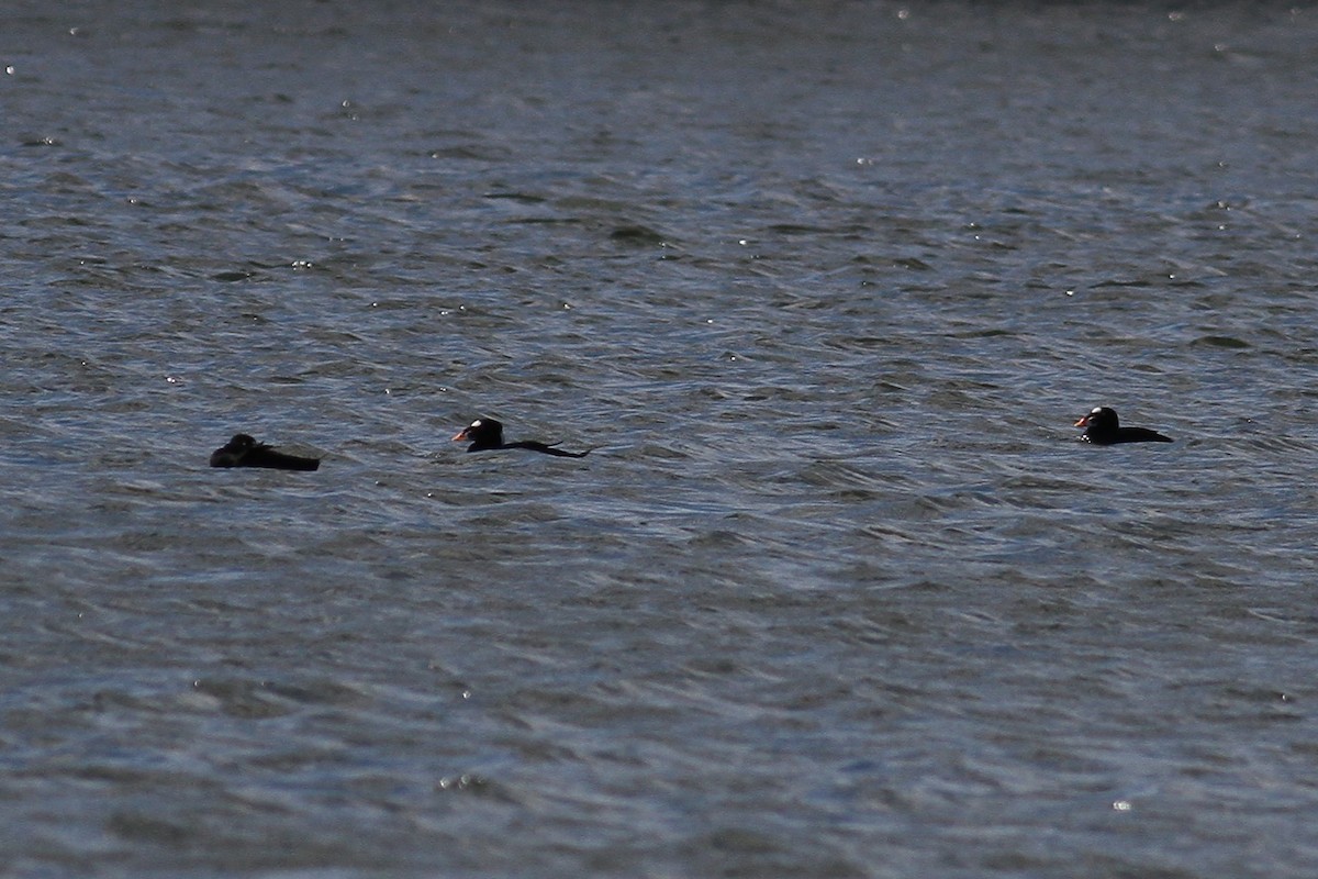 Surf Scoter - ML321202071