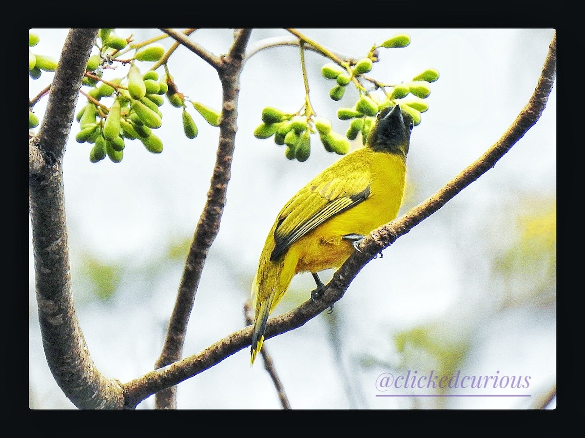 Bulbul sp. (Microtarsus/Rubigula/Pycnonotus sp.) - ML321202221