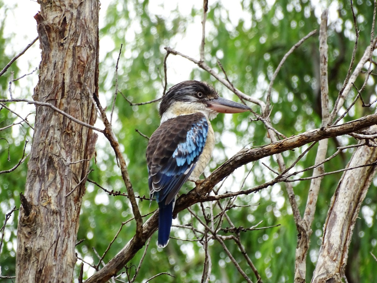 Blue-winged Kookaburra - ML321202871