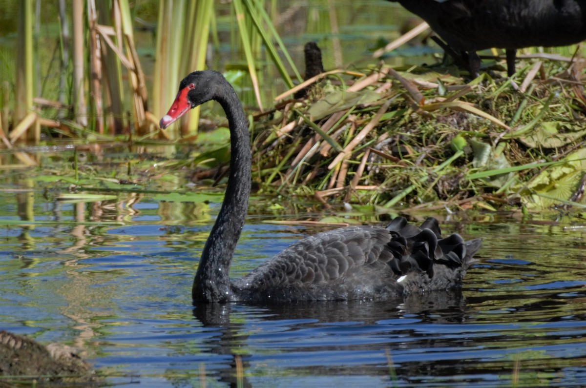 Cisne Negro - ML321203591