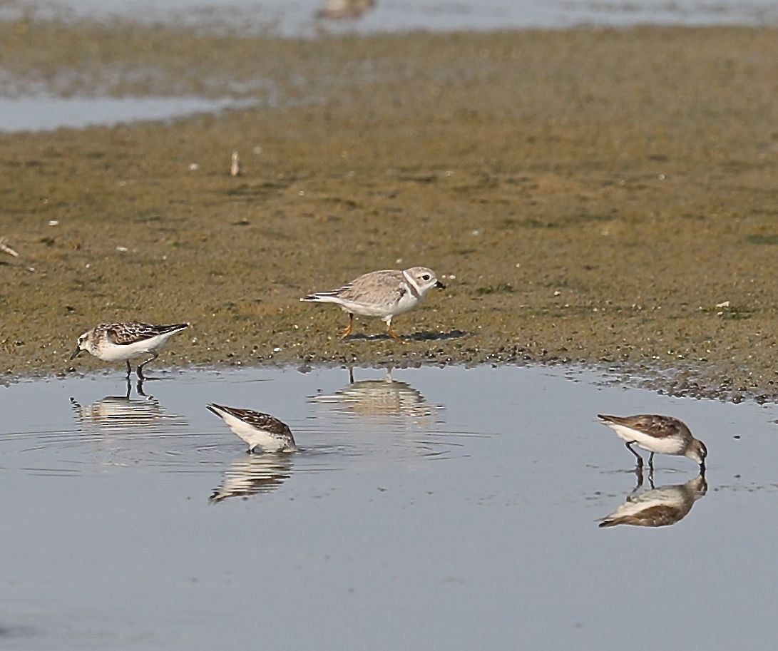 Semipalmated Sandpiper - ML32120401