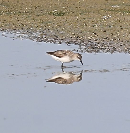 Semipalmated Sandpiper - ML32120421