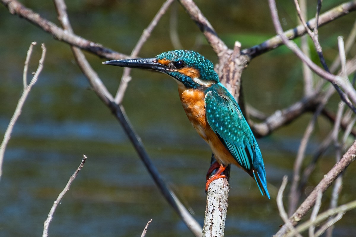 Common Kingfisher - Ngoc Sam Thuong Dang
