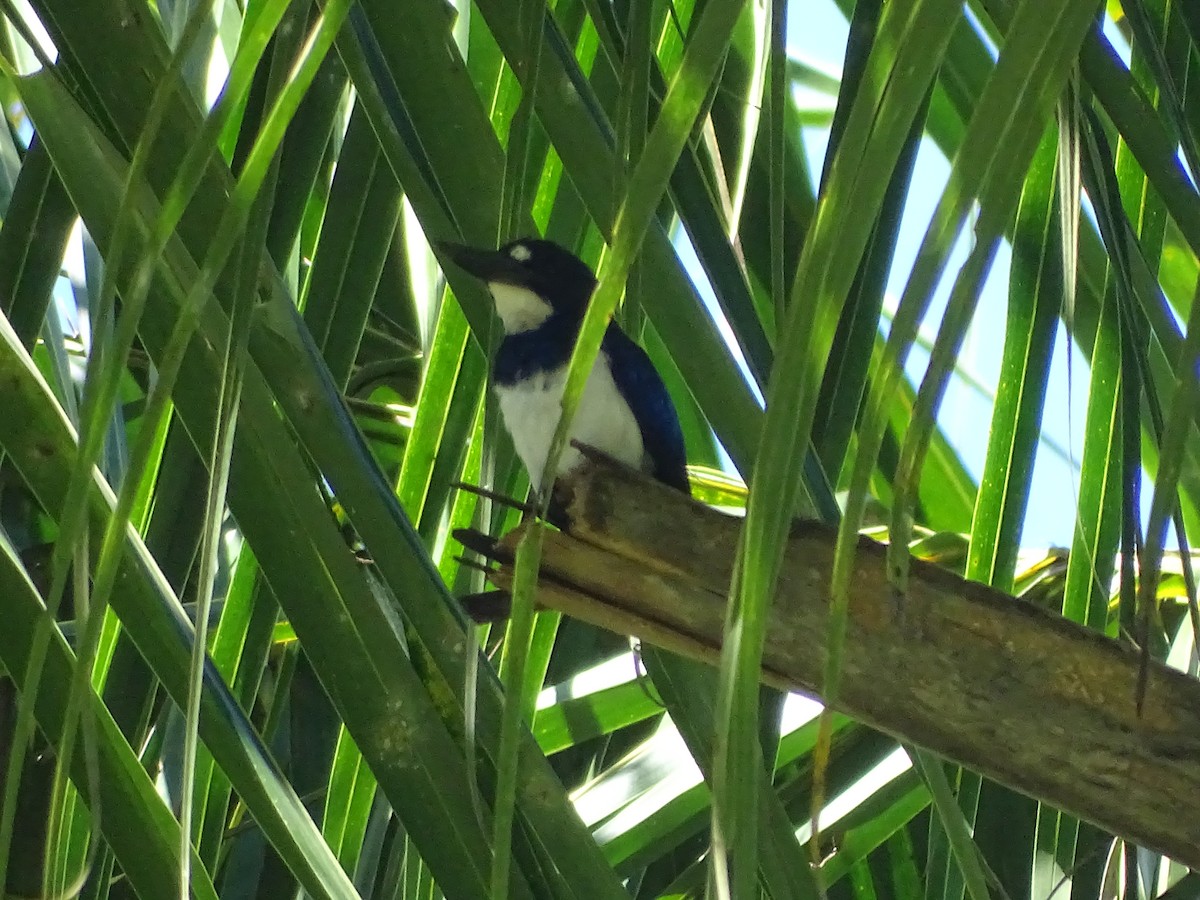 Blue-and-white Kingfisher - ML321205721