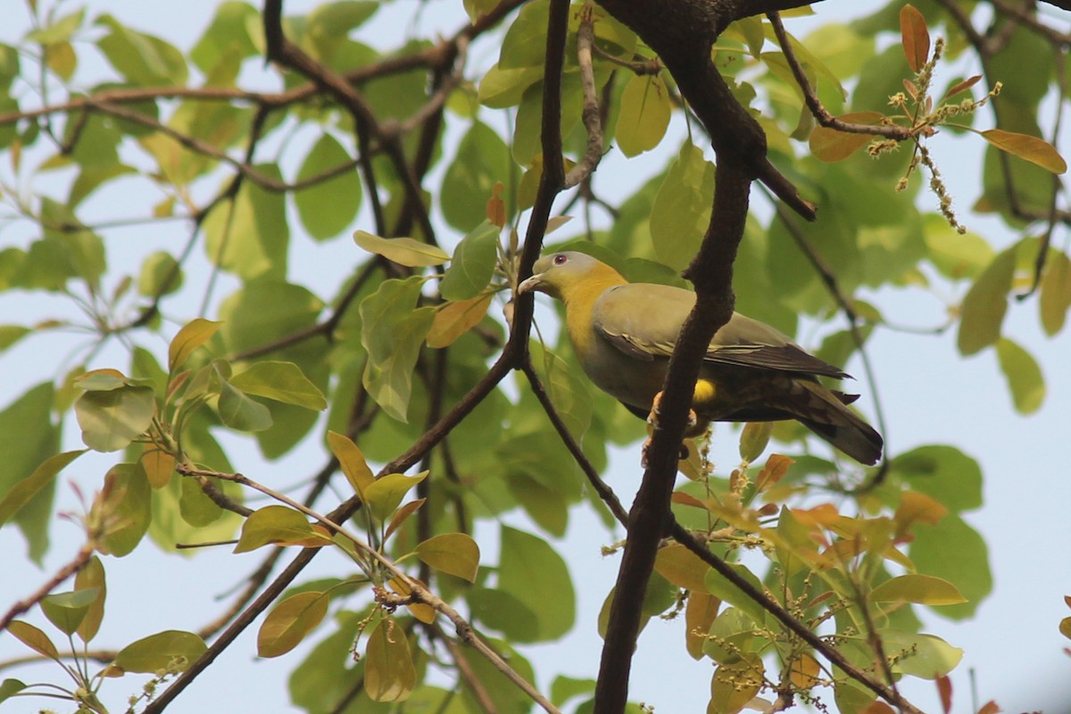Yellow-footed Green-Pigeon - ML321205761