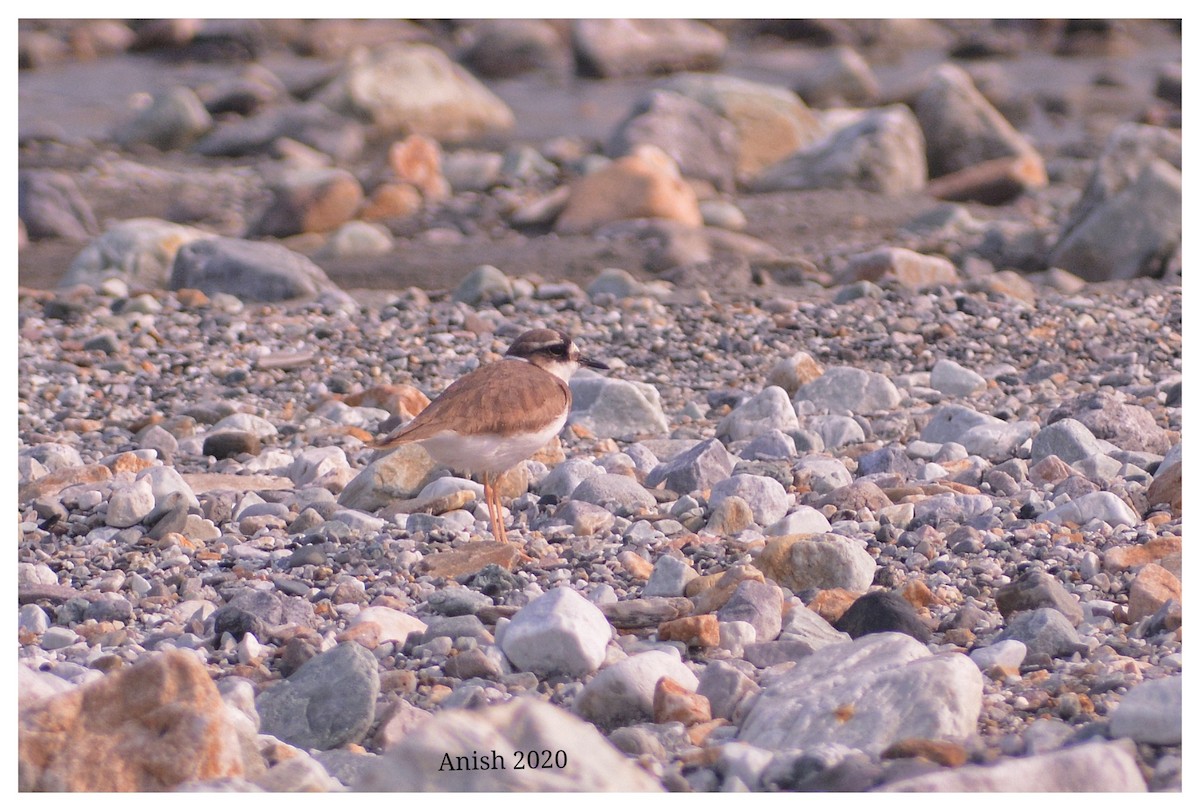 Long-billed Plover - ML321205811