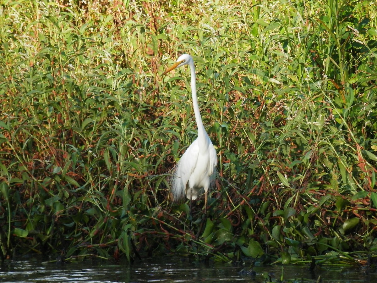 Great Egret - ML321206021