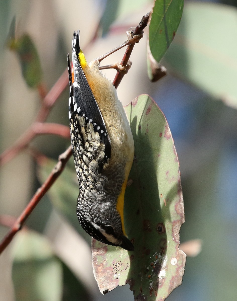 Pardalote Moteado - ML32120661