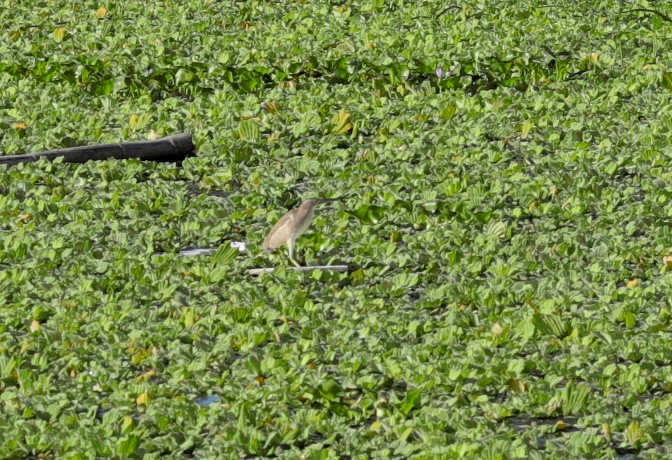 Yellow Bittern - ML321207621