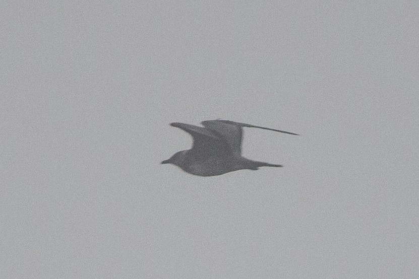 Long-tailed Jaeger - Oscar Thomas