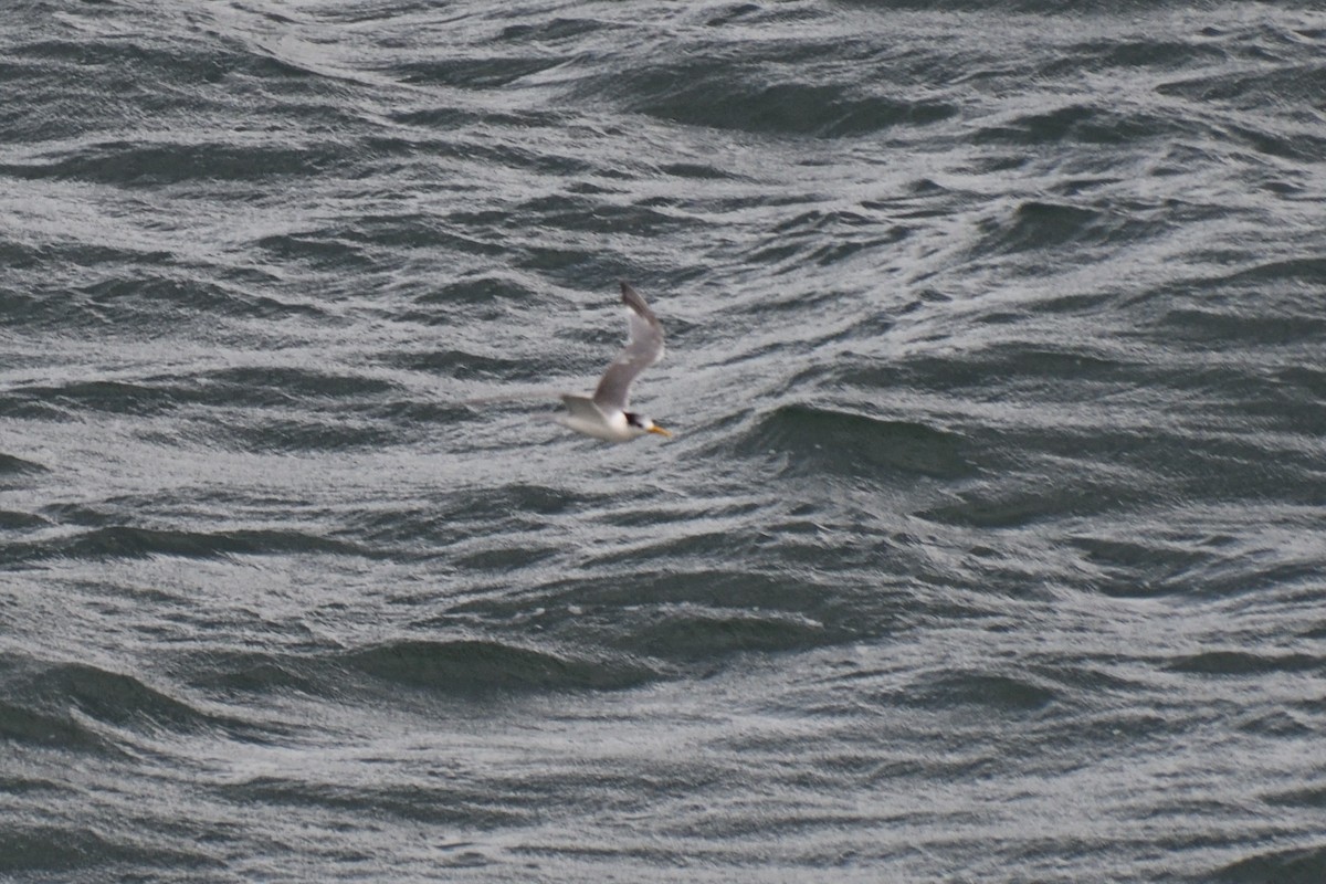 Great Crested Tern - ML321209981
