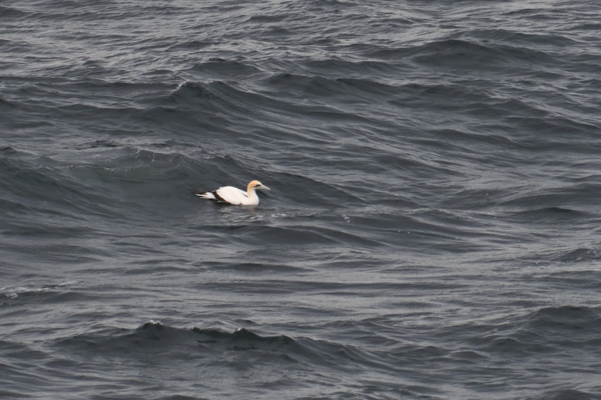 Australasian Gannet - ML321210011
