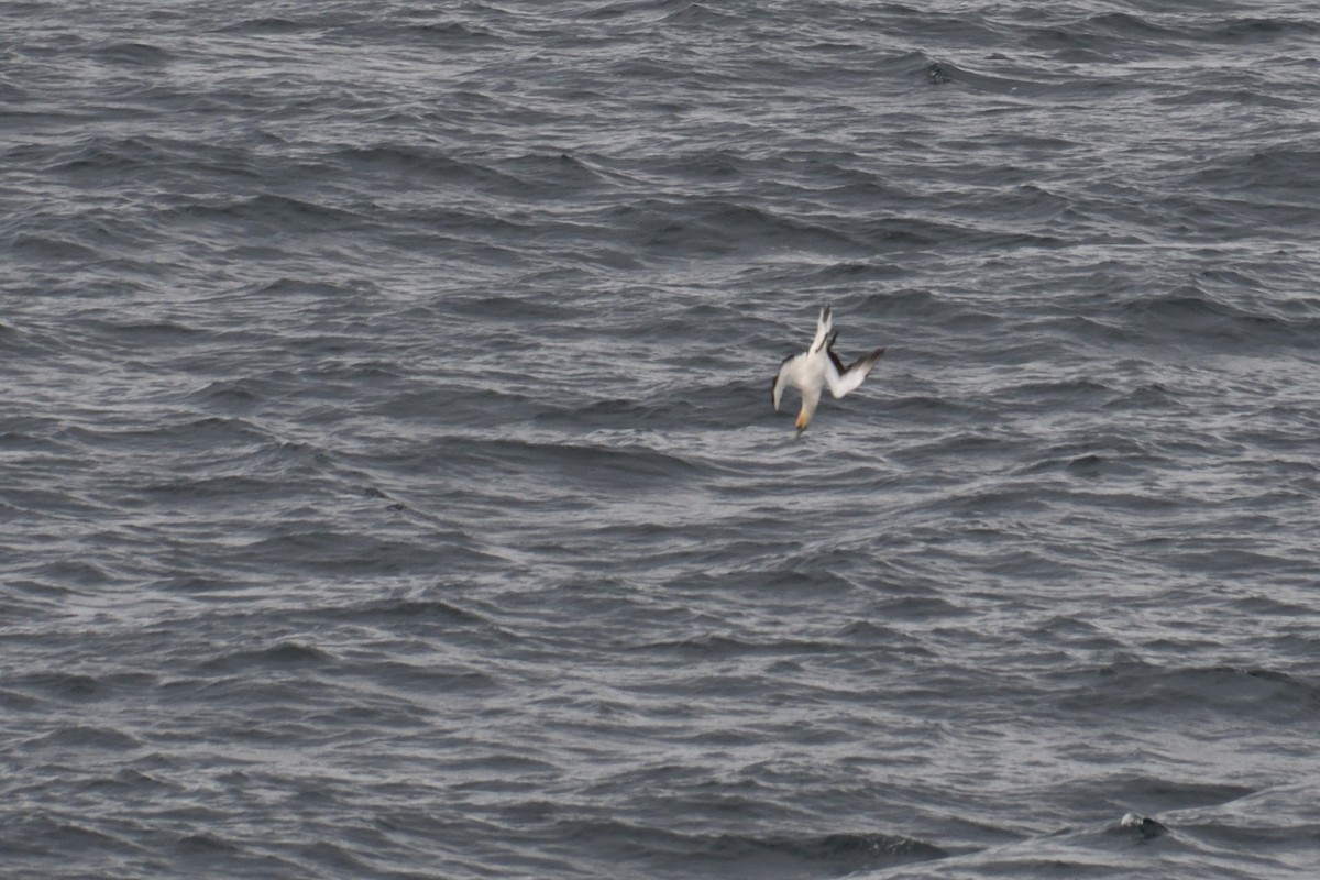 Australasian Gannet - ML321210021