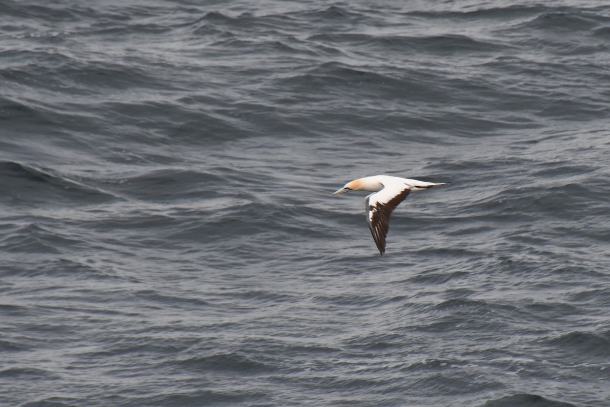 Australasian Gannet - ML321210031