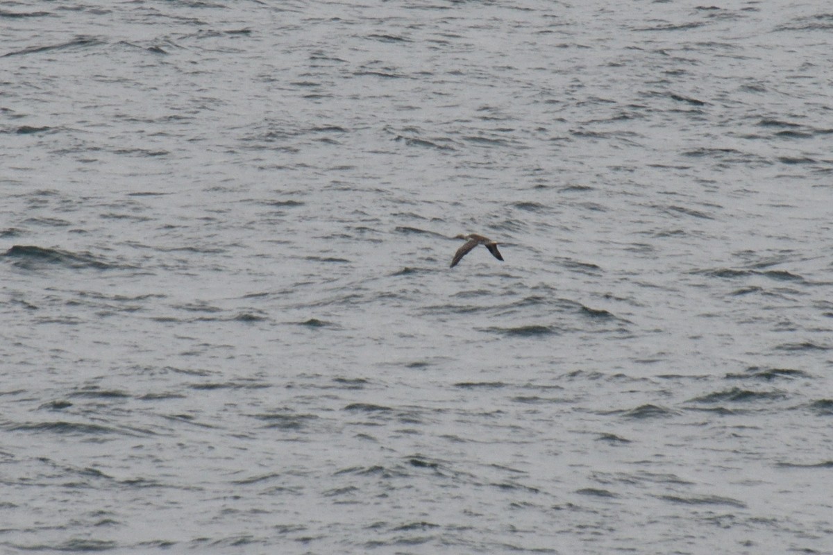 Australasian Gannet - ML321210041